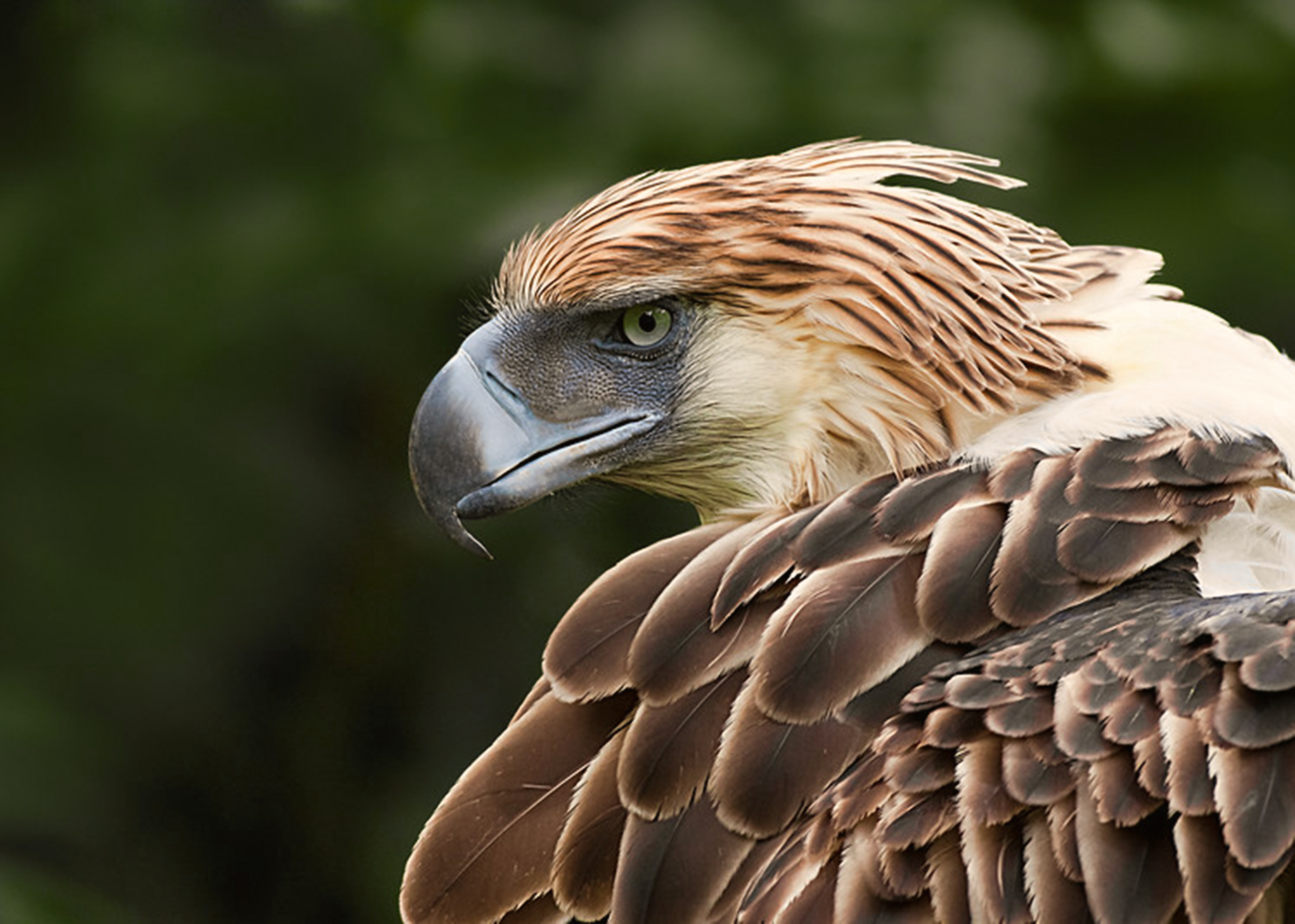 Extinct in the Wild: The Last Animals You Can Only See in Captivity