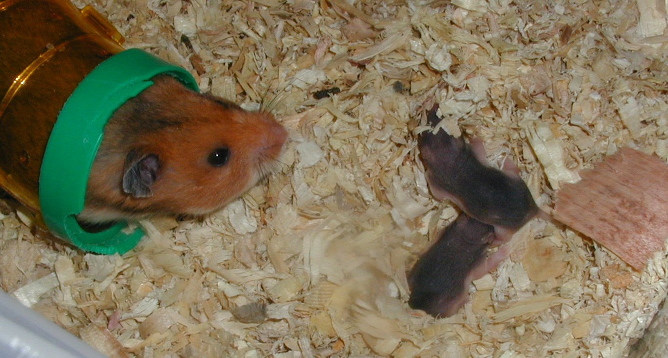 Genetic Programming: The Evolutionary Perspective (image credits: wikimedia)