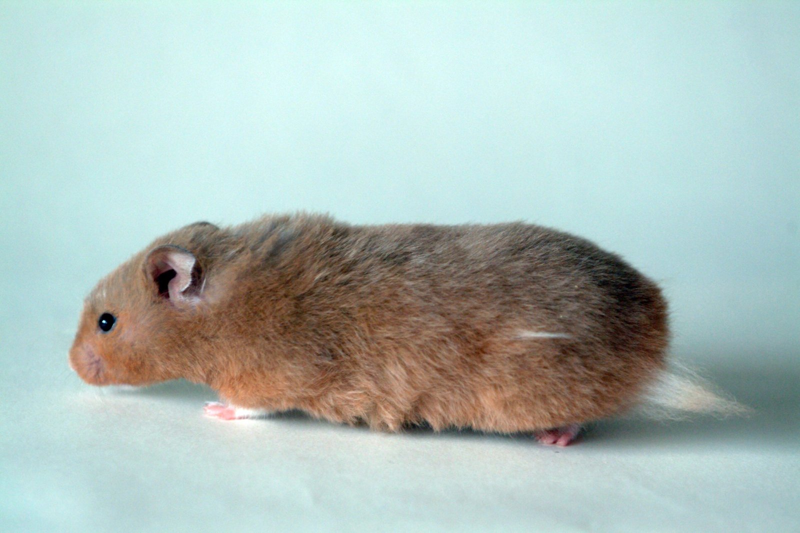 Lessons for Pet Owners and Animal Lovers (image credits: wikimedia)