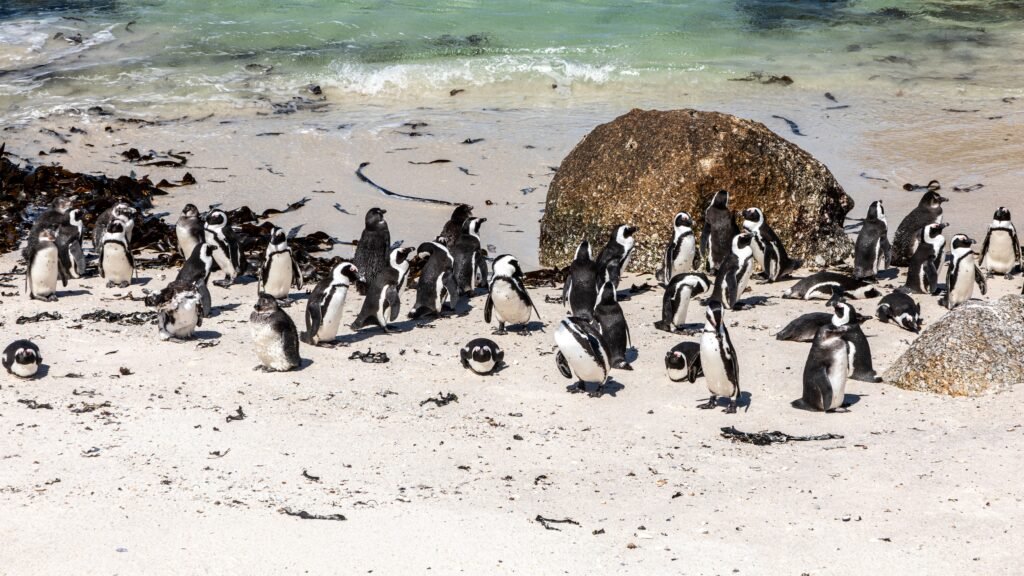 The “Waddling Menace” in Popular Imagination