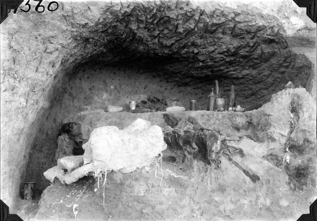 The Role of Fossils in Rewriting History (image credits: wikimedia)