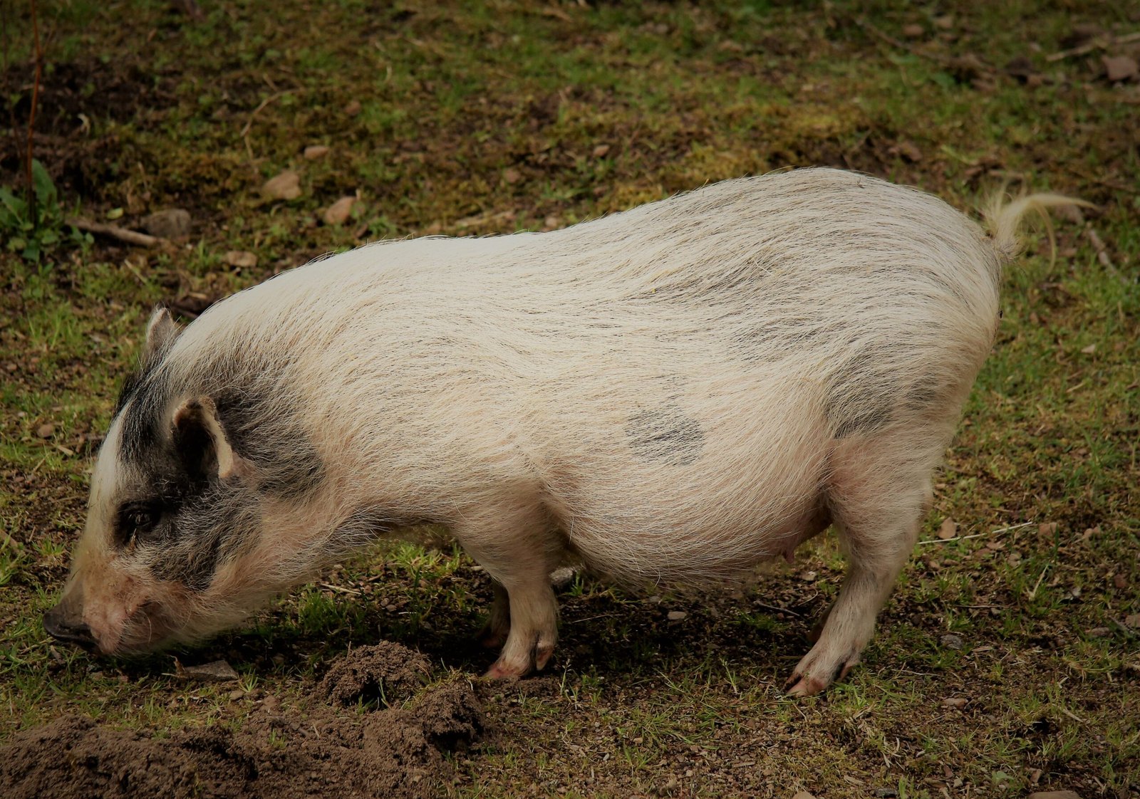 Pigs with Human Genes: The Organ Donor Revolution (image credits: wikimedia)