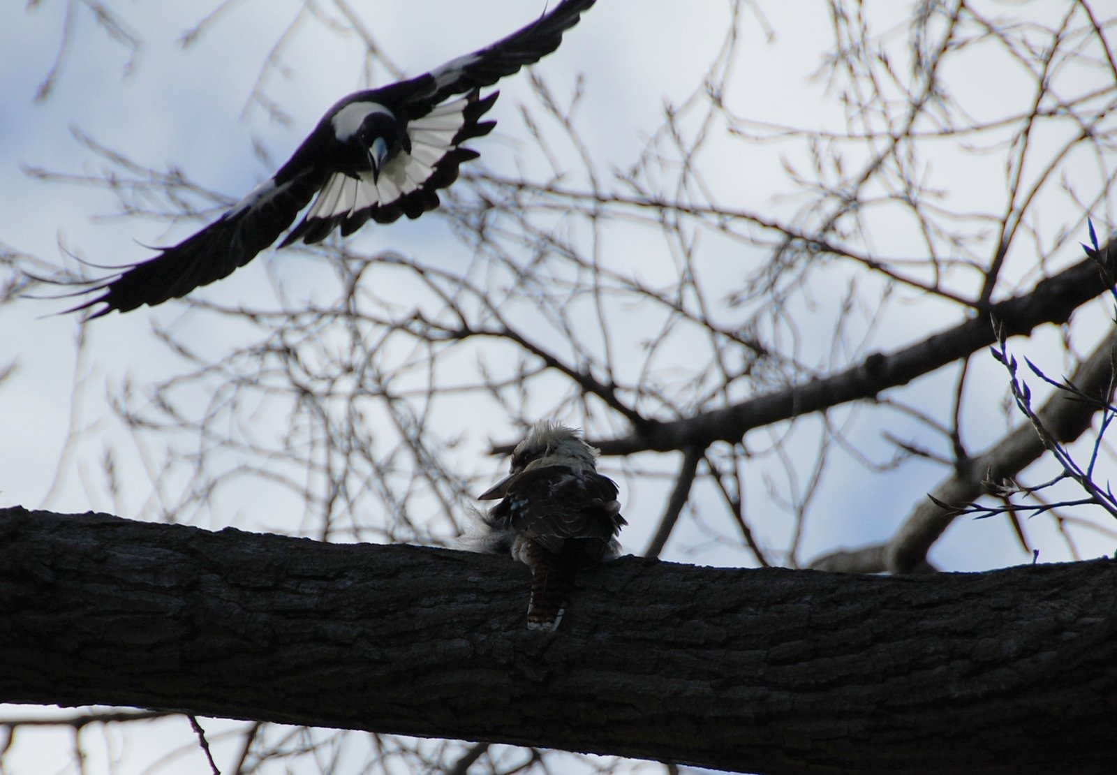 Petty or Protective? The Fine Line in Magpie Behavior (image credits: wikimedia)