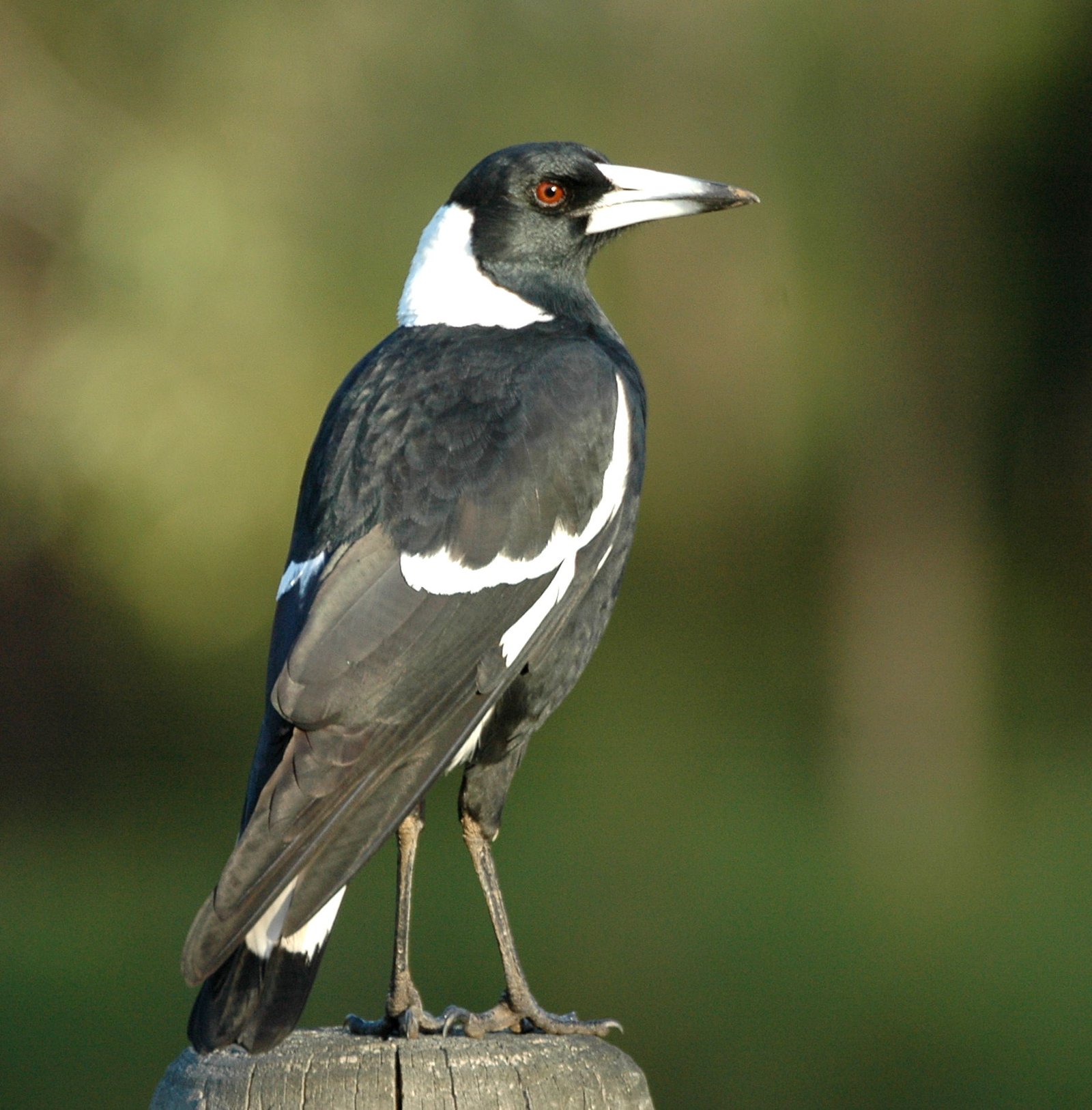 What We Can Learn from Magpies (image credits: wikimedia)