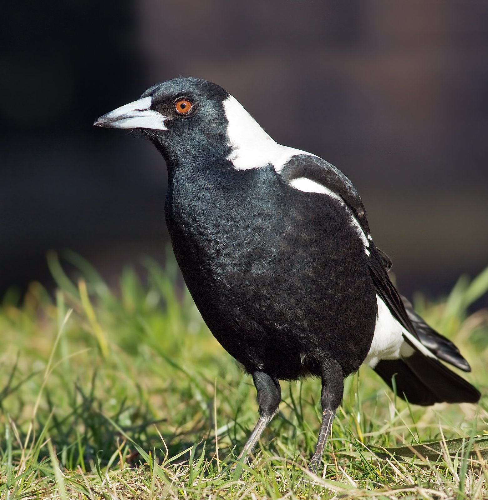 A Final Reflection: Respecting the Magpie Mystique (image credits: wikimedia)