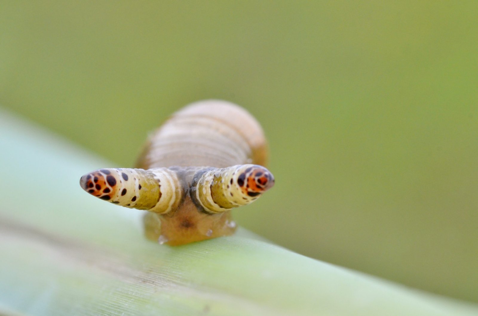 How the Parasite Invades Its Host (image credits: wikimedia)