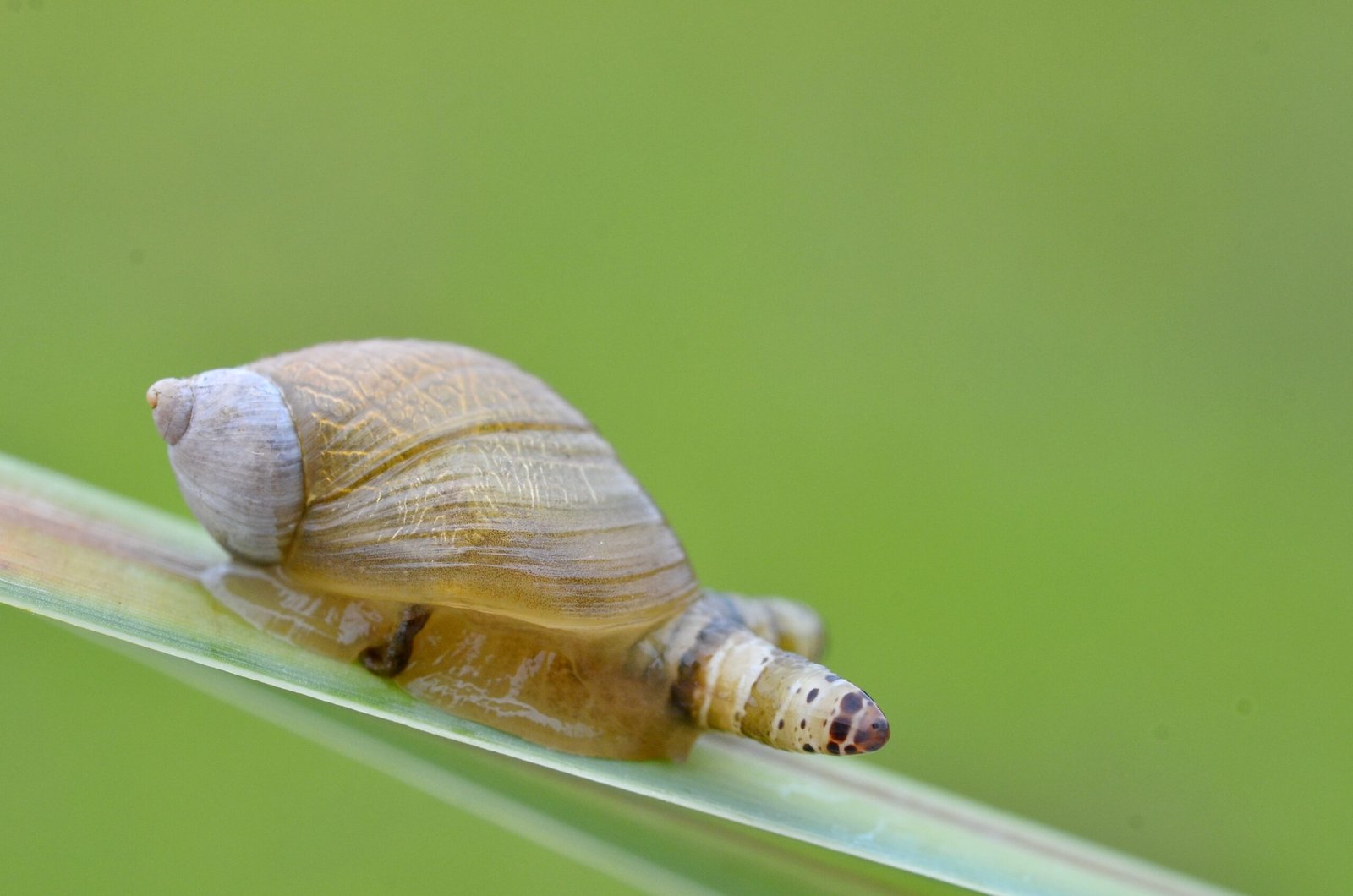 The Shocking Transformation: Snail to Zombie (image credits: wikimedia)