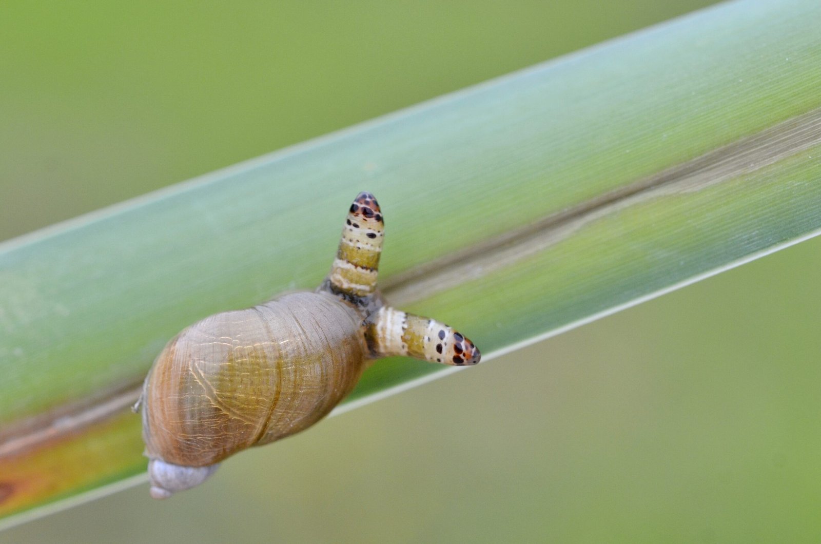 Mind Control: How the Parasite Hijacks Behavior (image credits: wikimedia)