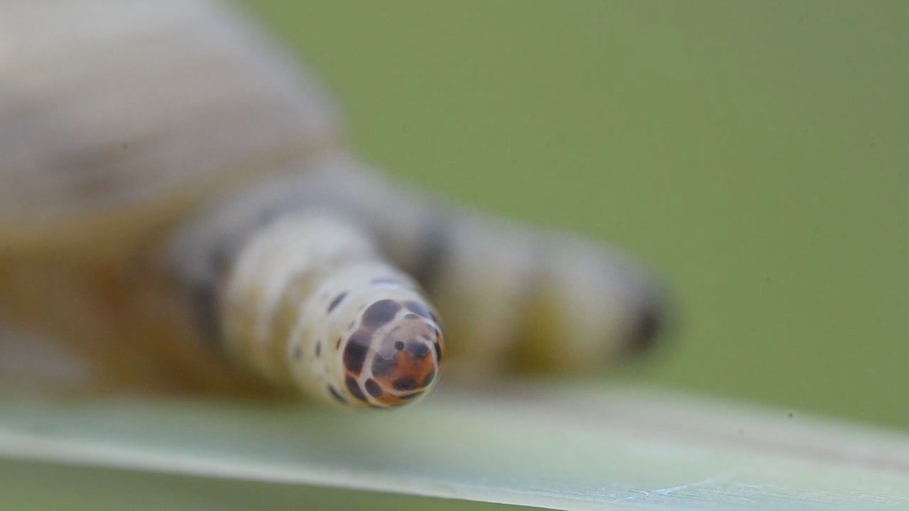 Evolution’s Dark Genius: Why This Strategy Works (image credits: wikimedia)