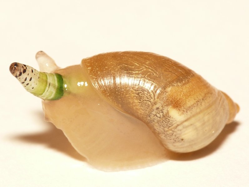 Real-World Encounters: Nature’s Living Horror Show (image credits: wikimedia)