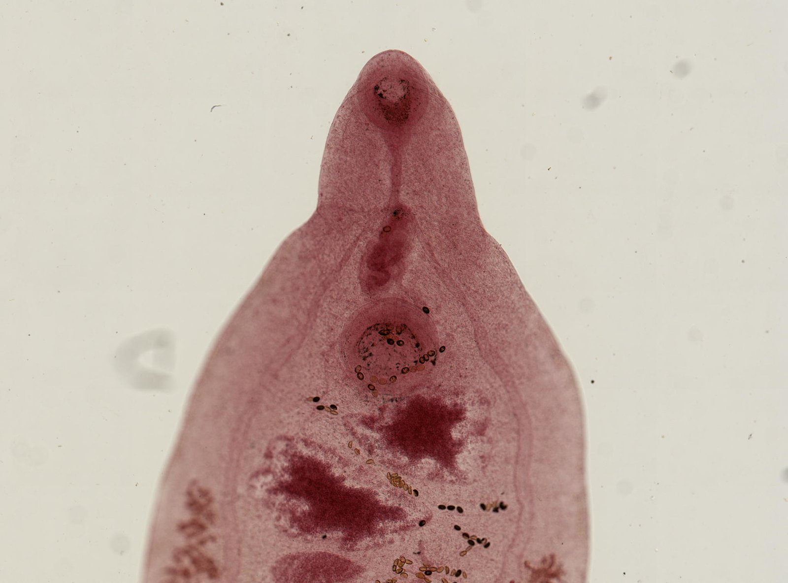 Implications for Science and Medicine (image credits: wikimedia)