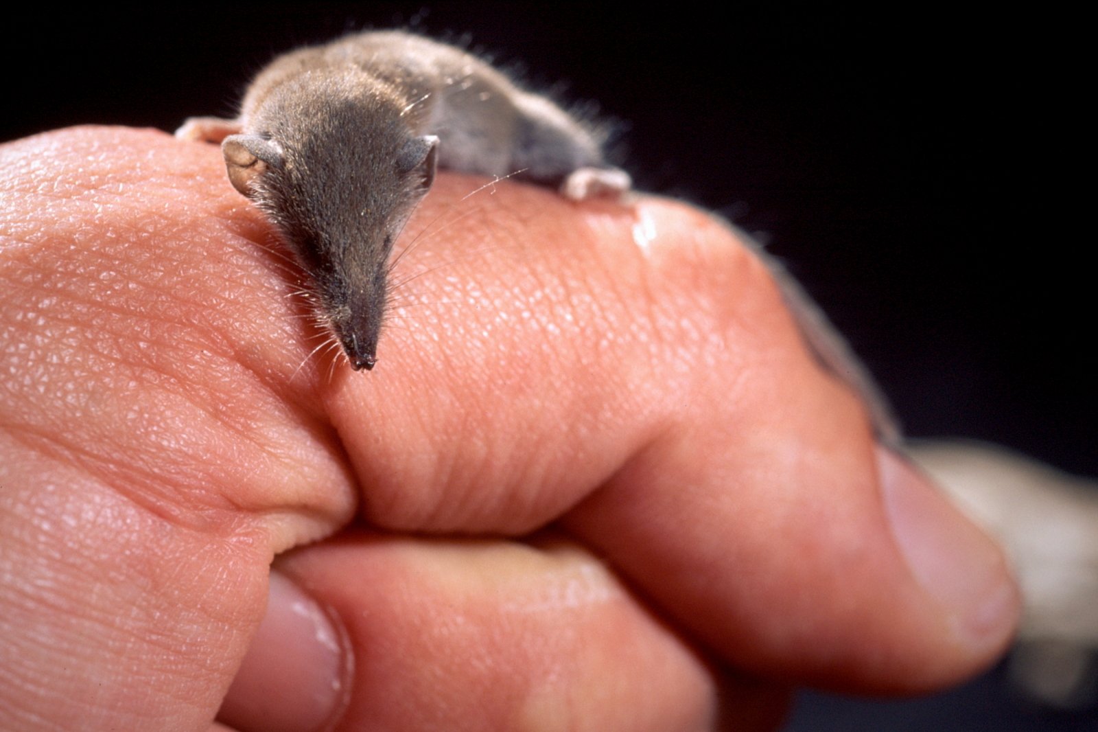 The Record-Breaking Heartbeat: Meet the Shrew (image credits: wikimedia)