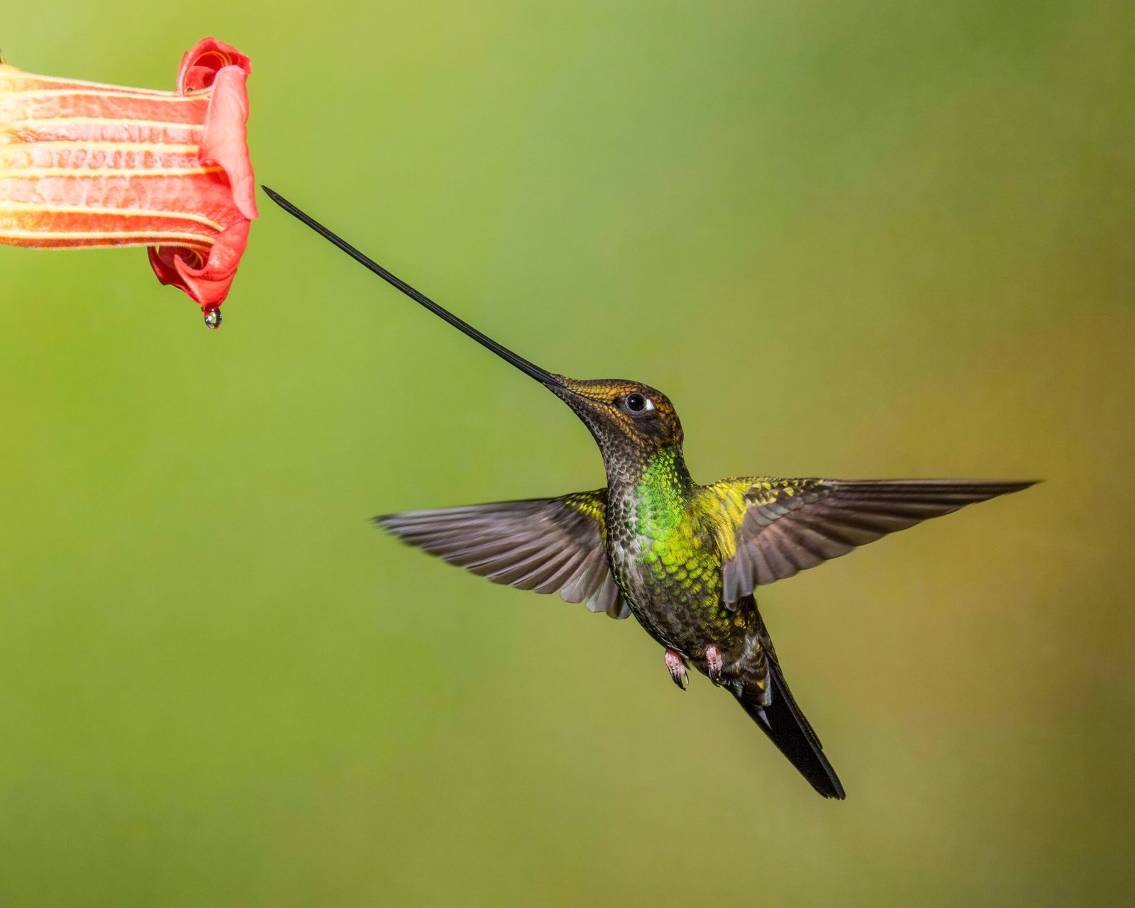 Hummingbirds: The Aviators of High-Speed Pulses (image credits: wikimedia)