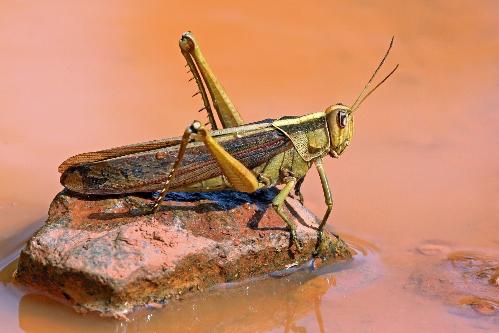Extreme Adaptations in Other Species (image credits: wikimedia)
