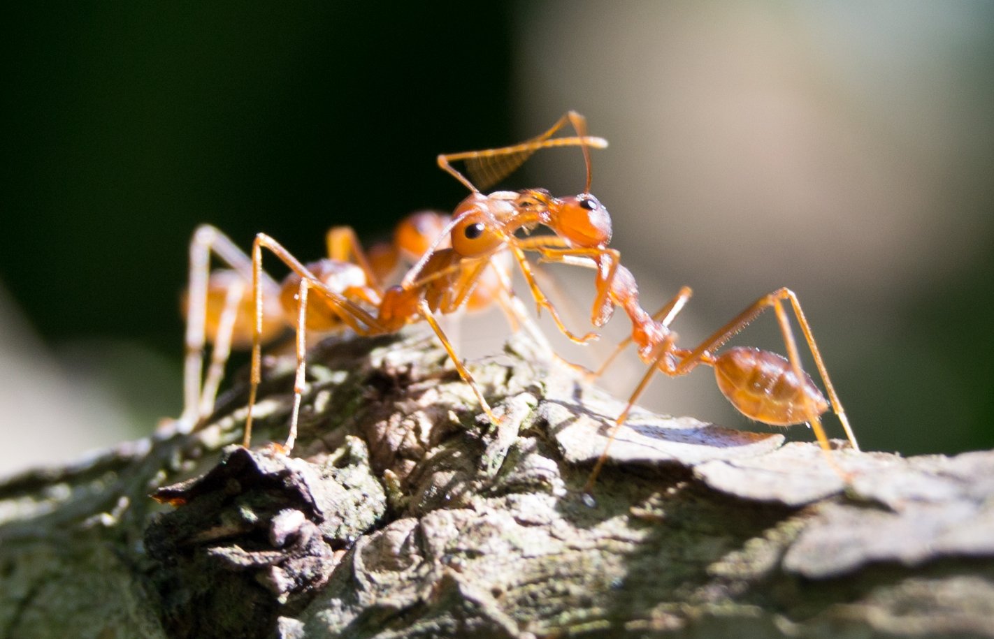 The Silent Drama of Insects (image credits: wikimedia)