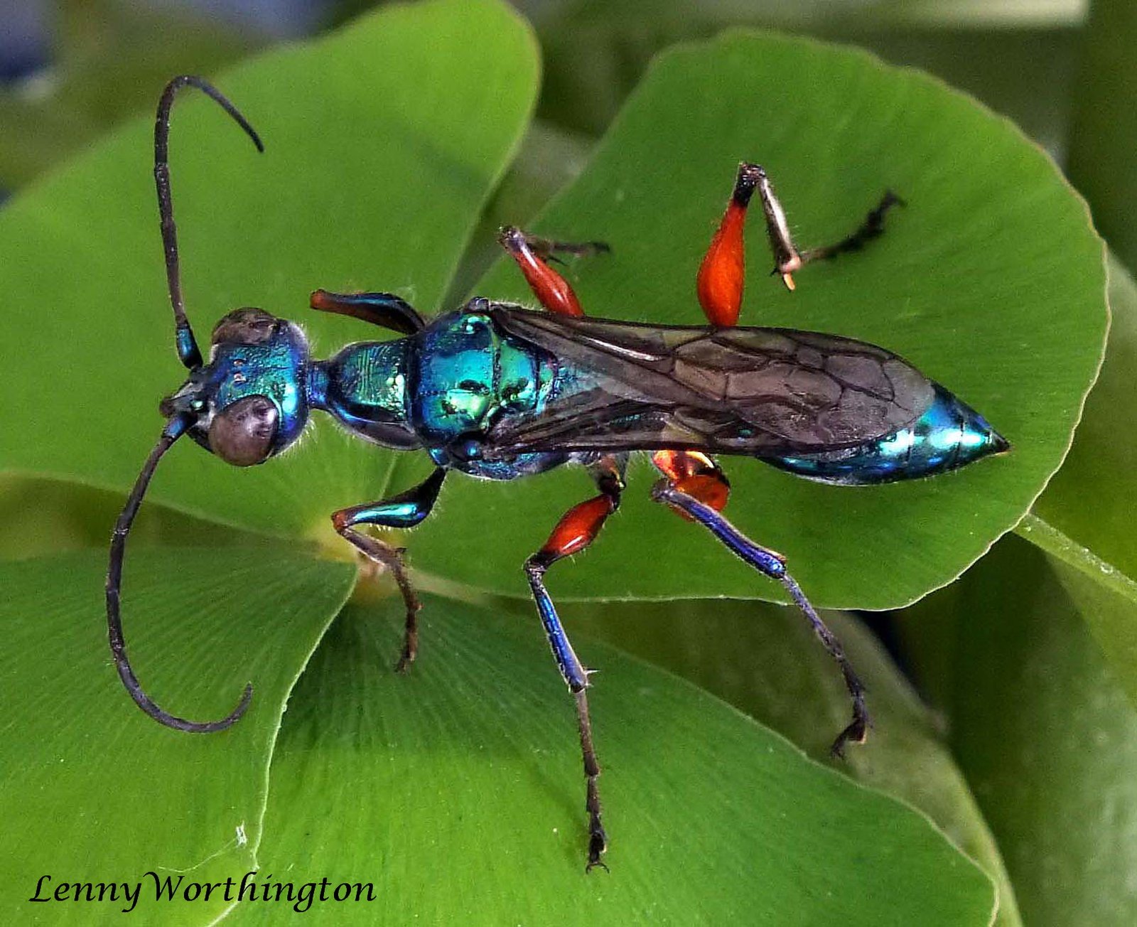 The Wasp That Mind-Controls Cockroaches Into Submissive Zombies (Emerald Jewel Wasp)