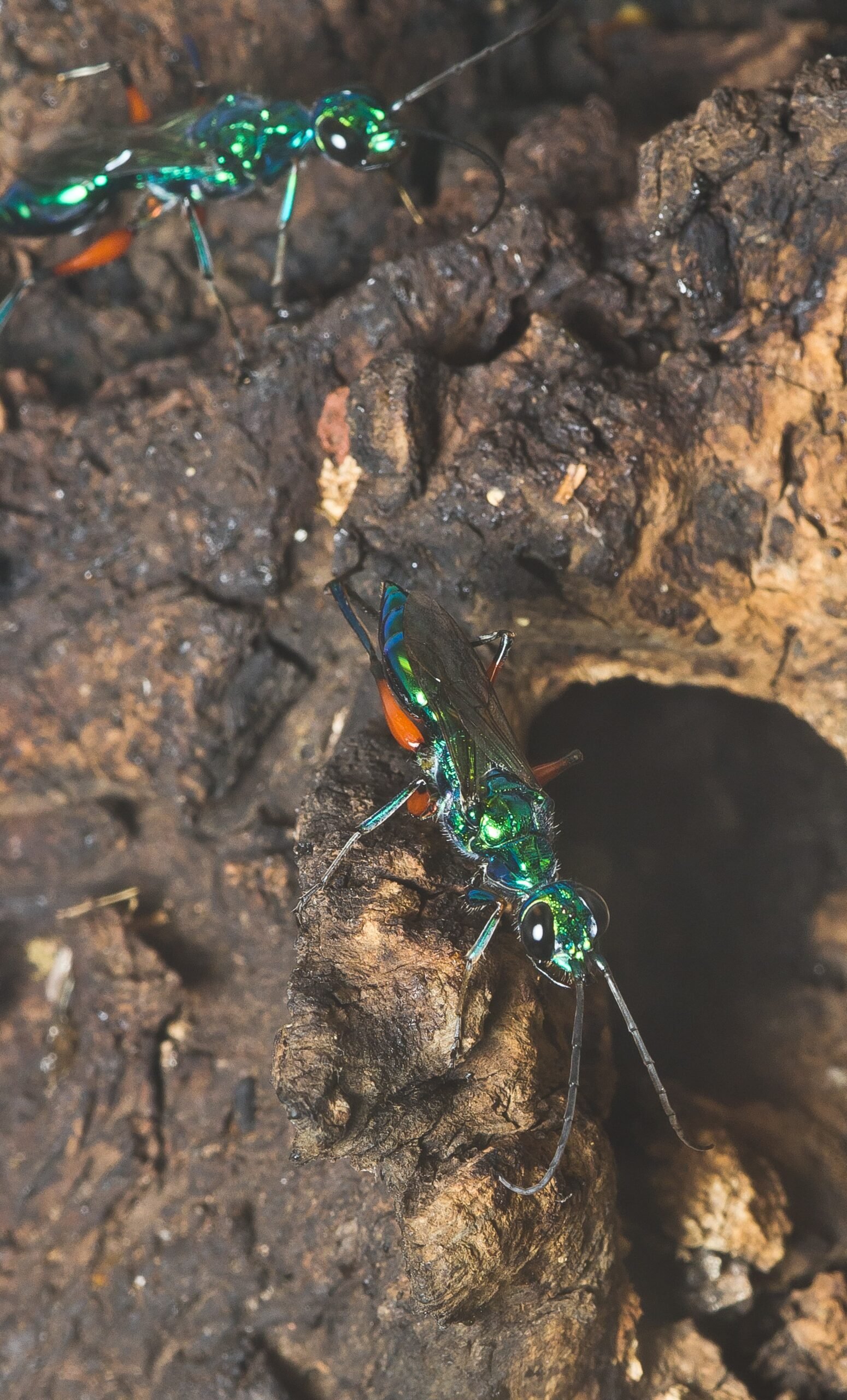 The Larva’s Grim Feast: Survival at its Strangest (image credits: wikimedia)