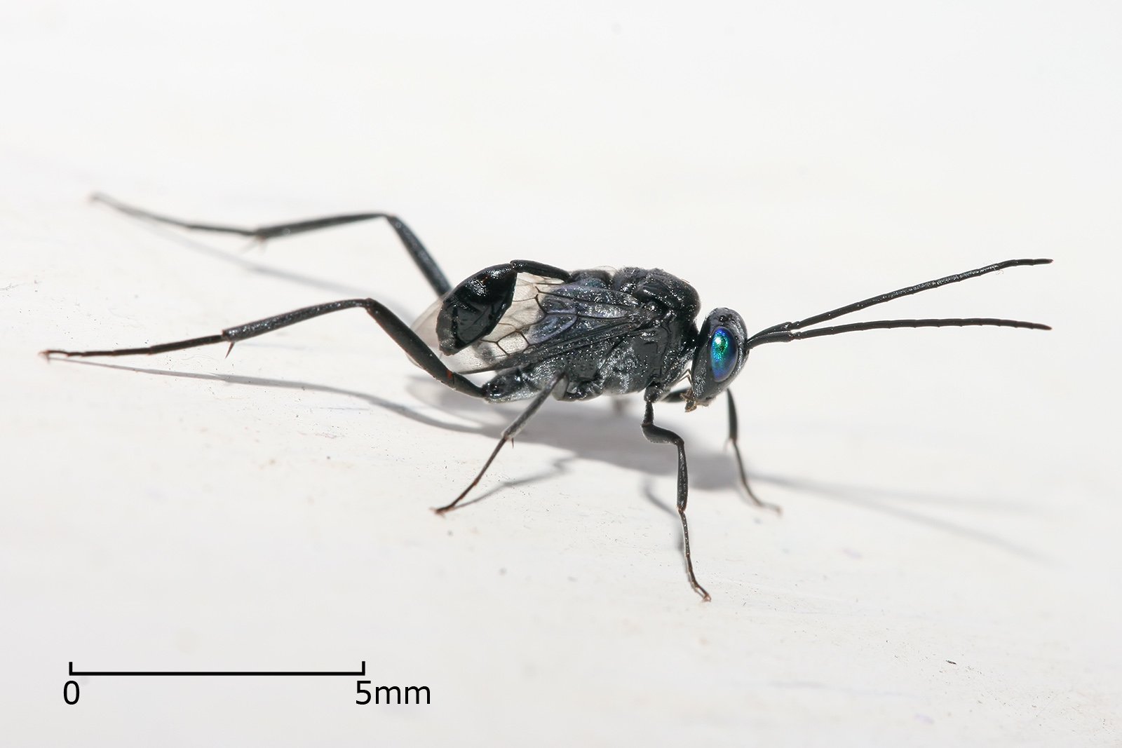 The Science Behind the Venom: Unlocking Nature’s Secrets (image credits: wikimedia)
