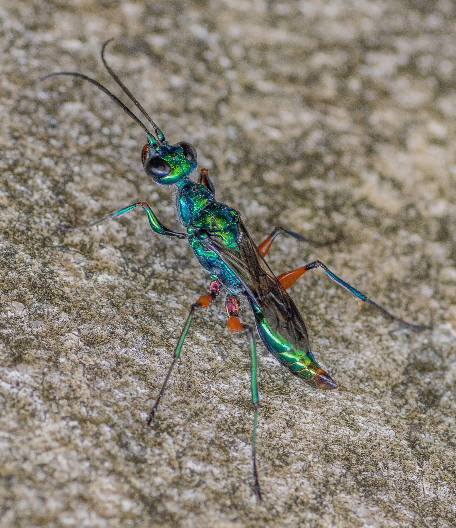 Nature’s Ultimate Shocker: A Final Thought (image credits: wikimedia)