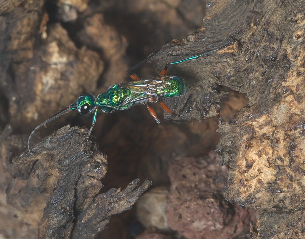 How a Tiny Wasp Turns Cockroaches Into Mind-Controlled Zombies