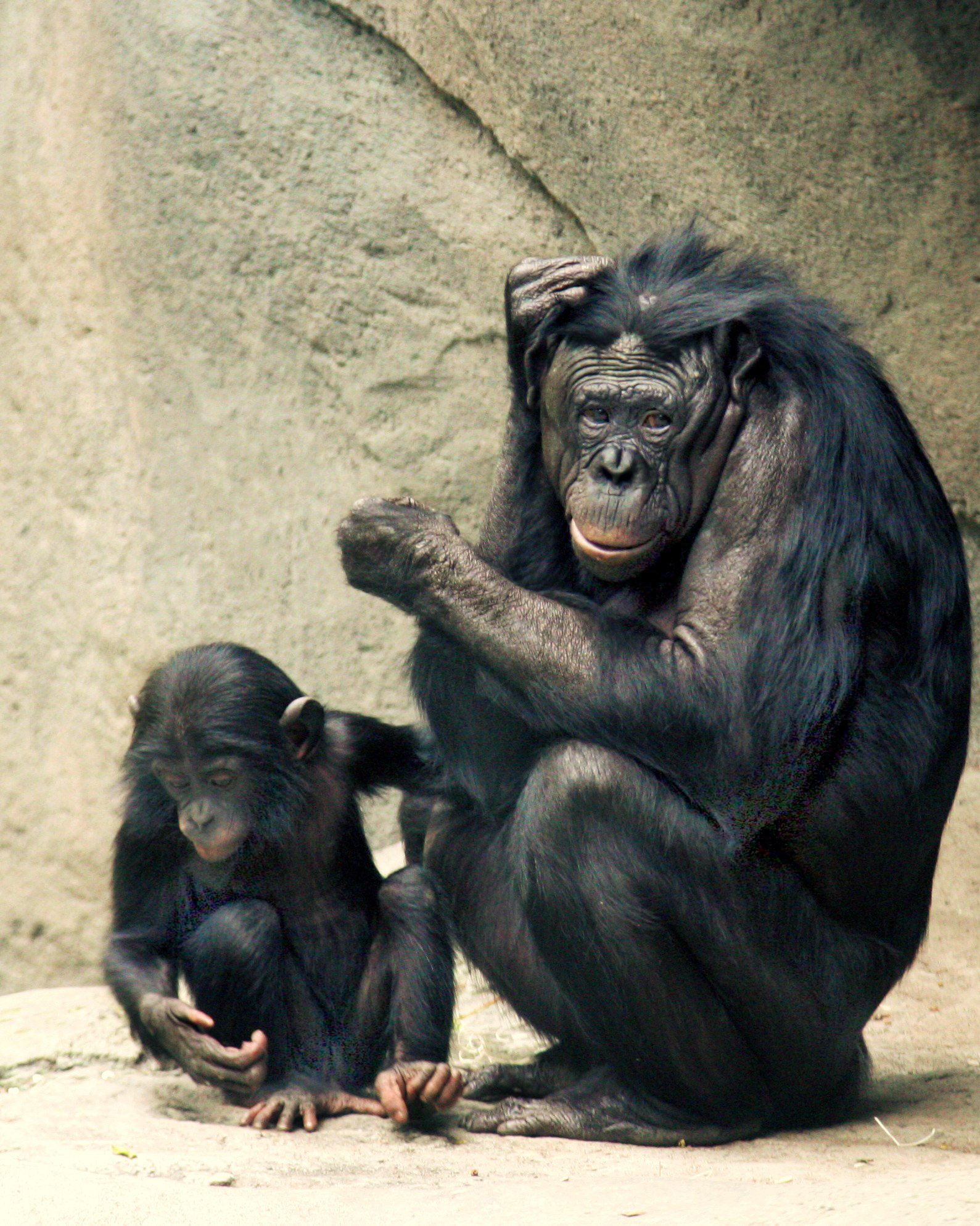 Bonobo Mothers: Peacekeepers in the Canopy (image credits: wikimedia)