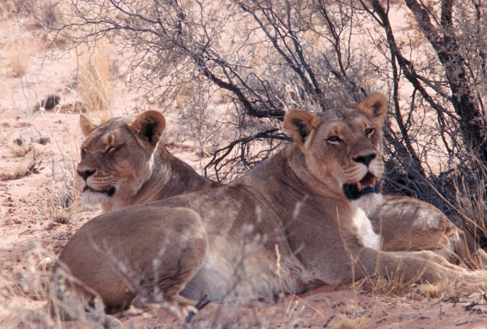 Lionesses: Coordinated Power on the Savanna (image credits: wikimedia)