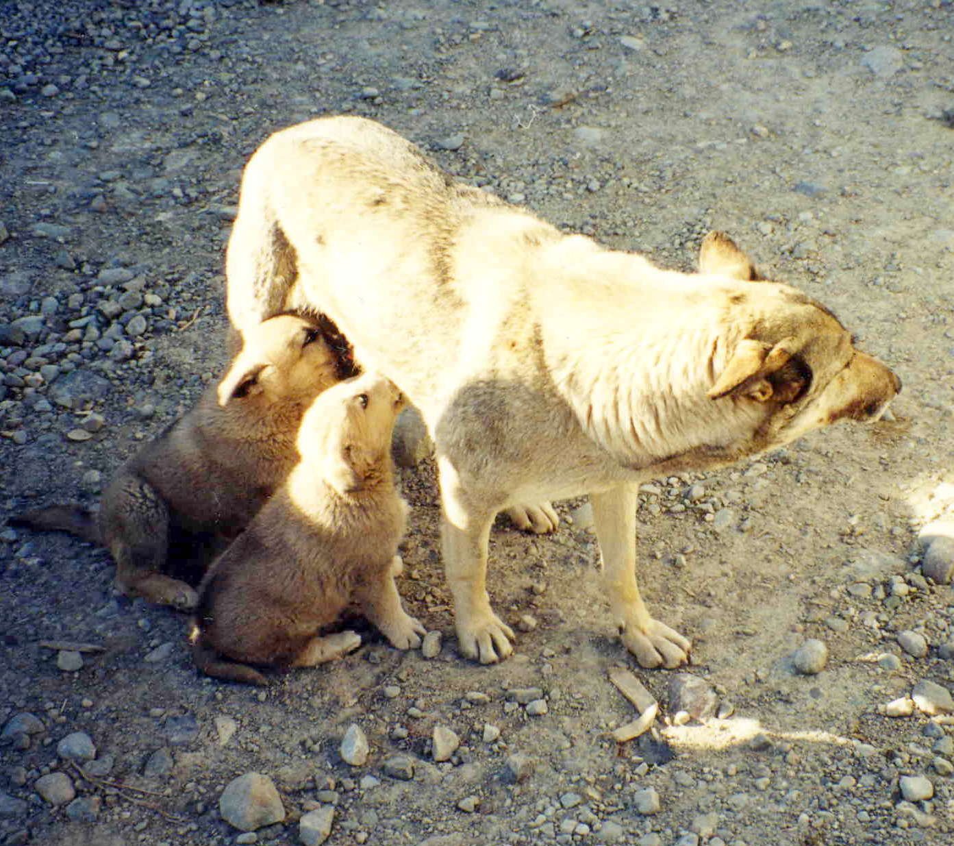 Wolf Pack Leaders: The Alpha Females (image credits: wikimedia)