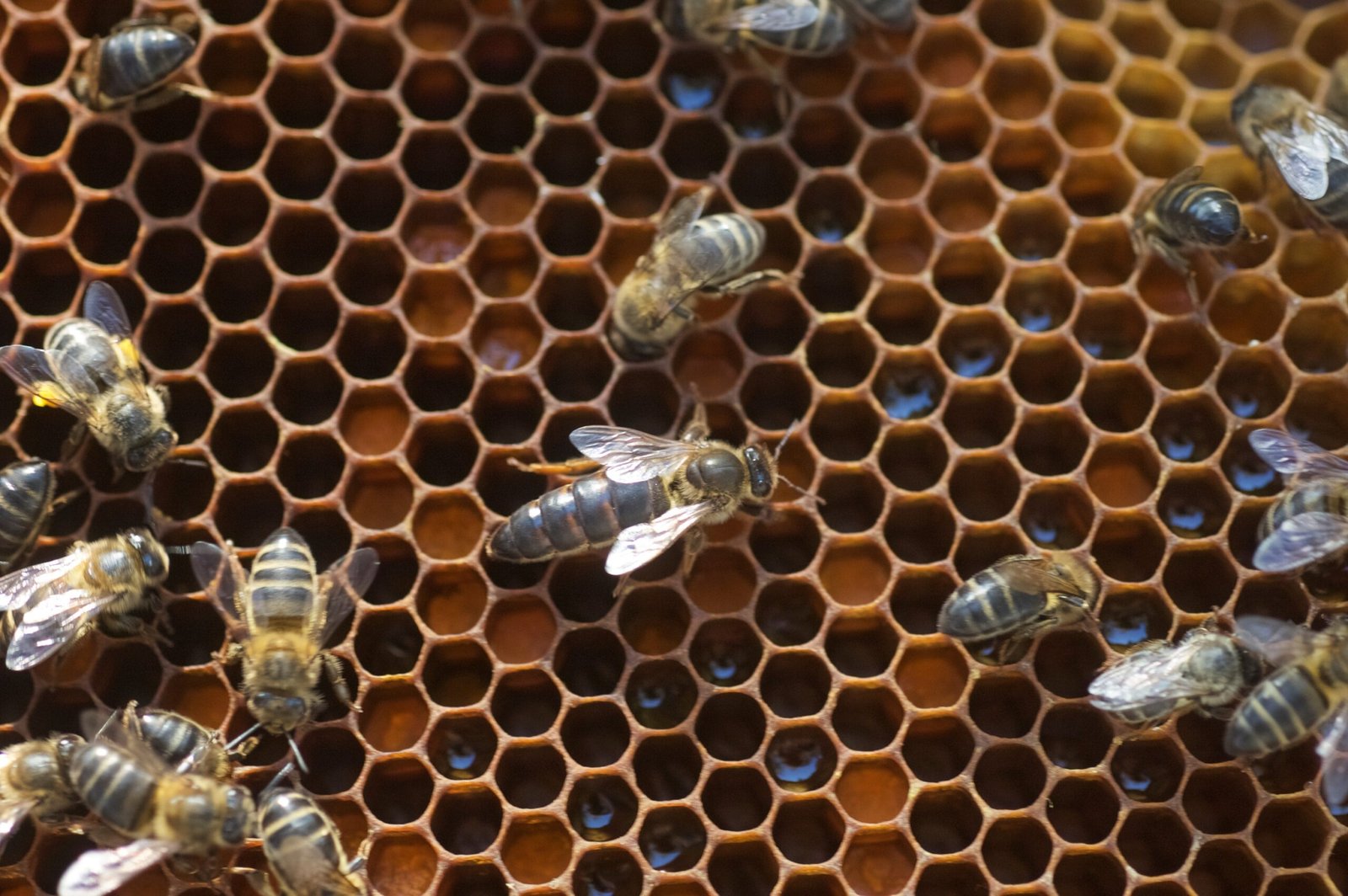 Honeybee Queens: The Heartbeat of the Hive (image credits: wikimedia)