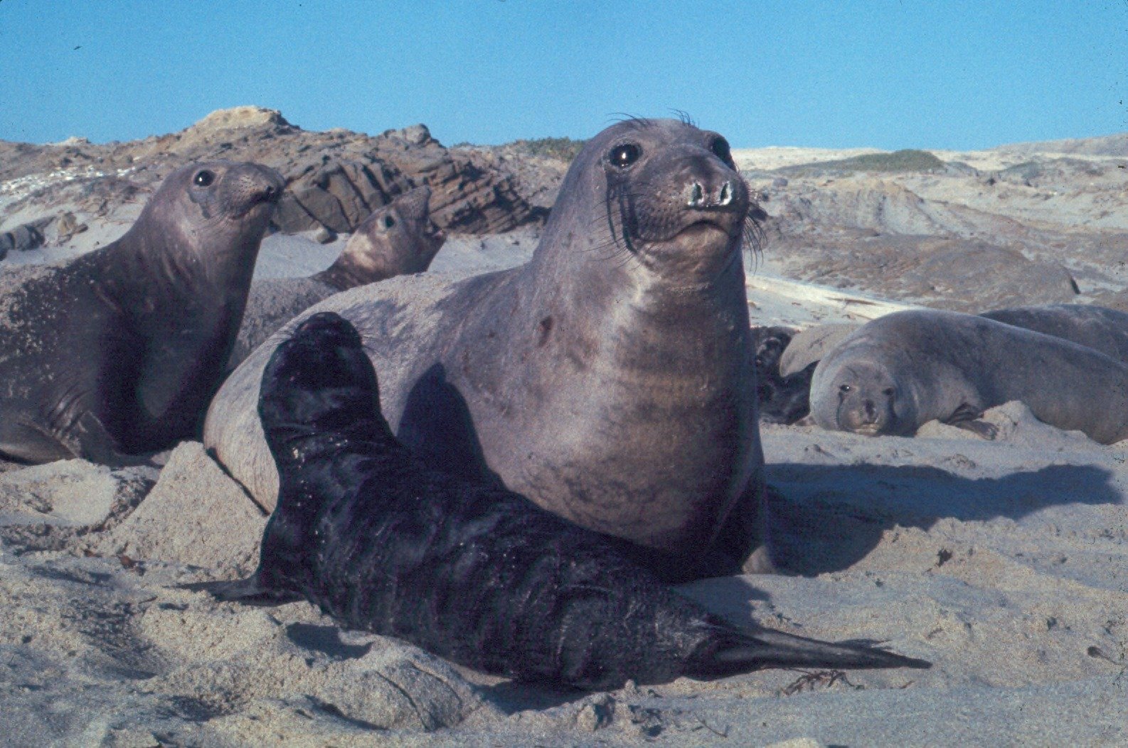 Elephant Seals: Tough Love on the Shores (image credits: wikimedia)