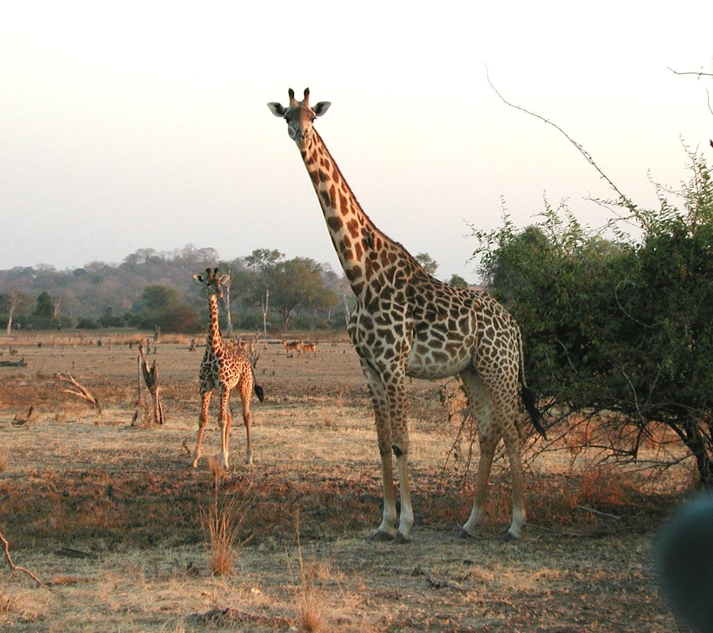 Giraffe Mothers: Silent Sentinels of the Savannah (image credits: wikimedia)