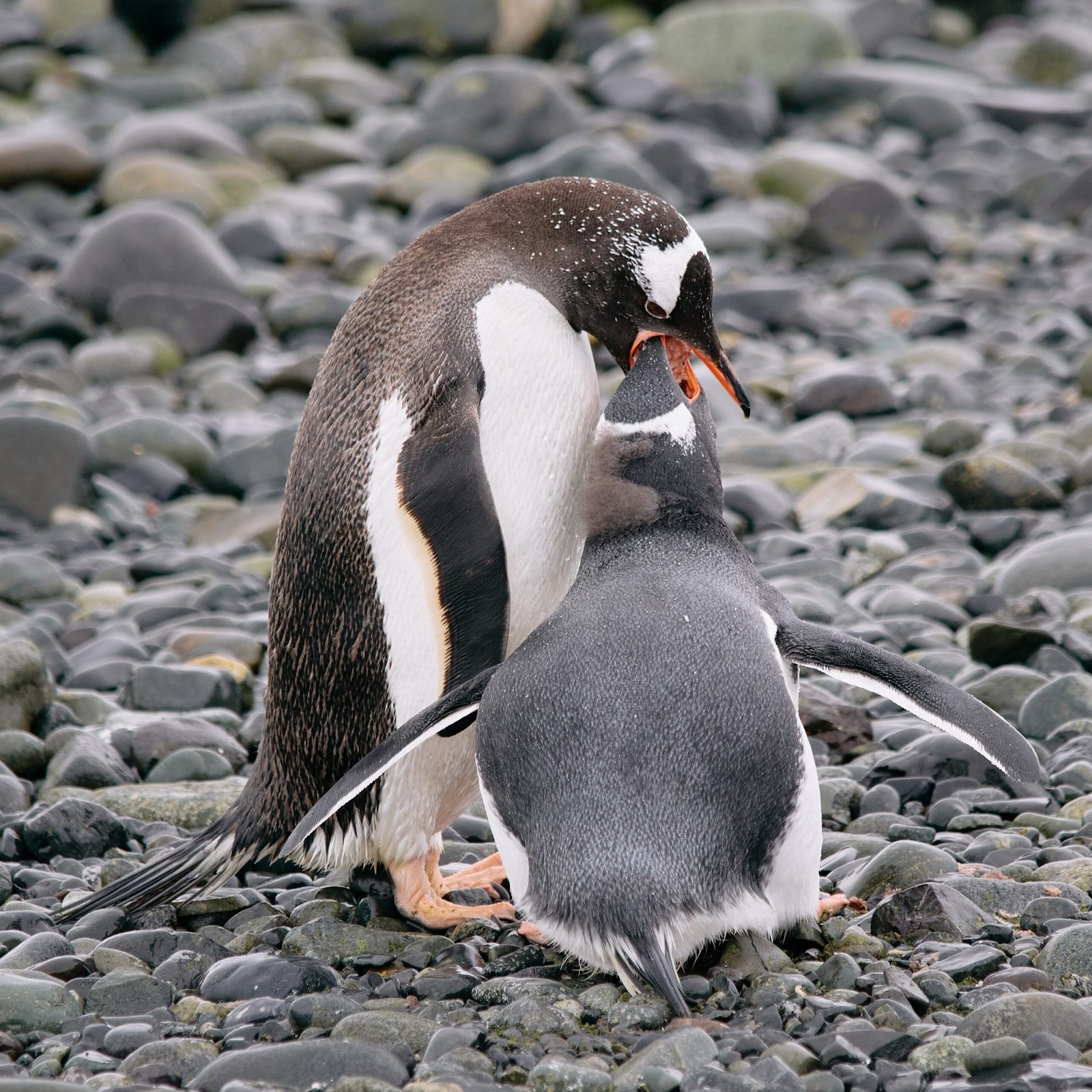 Emperor Penguin Mothers: Braving the Antarctic Cold (image credits: wikimedia)