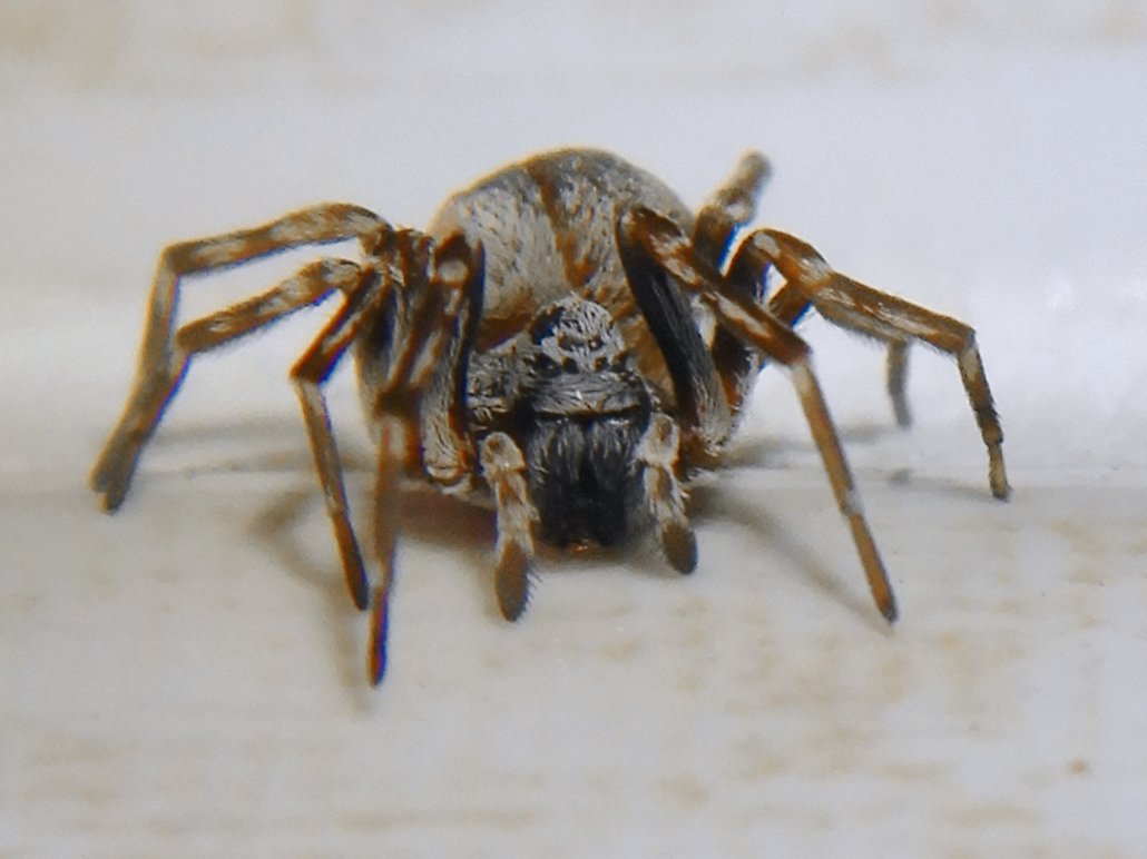 Common Toilet Invaders: The Spiders You’re Most Likely to Meet (image credits: wikimedia)