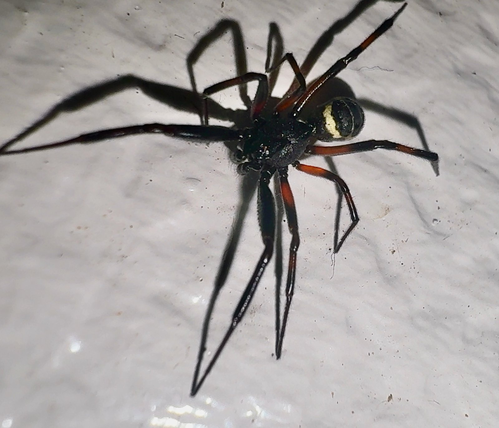 Why Toilets? The Science Behind Spider Behavior (image credits: wikimedia)