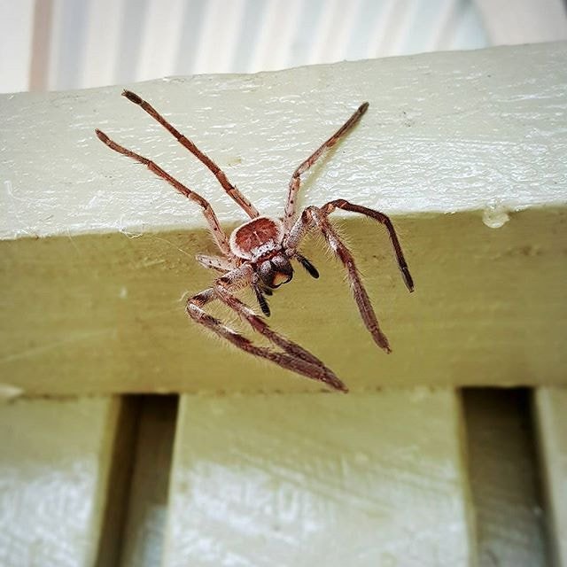 Huntsman Spiders: Gentle Giants of the Bathroom (image credits: wikimedia)