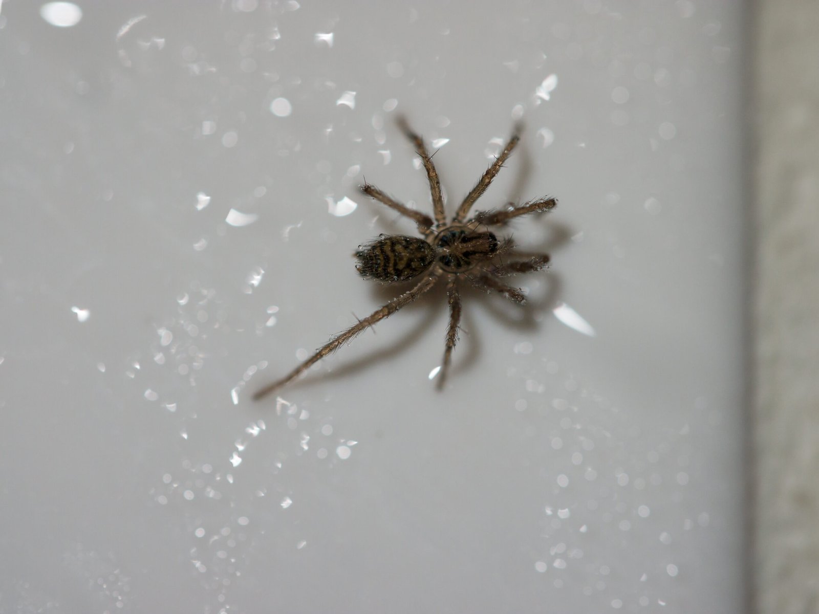 Spider Survival: How They Endure the Harsh Bathroom Environment (image credits: wikimedia)