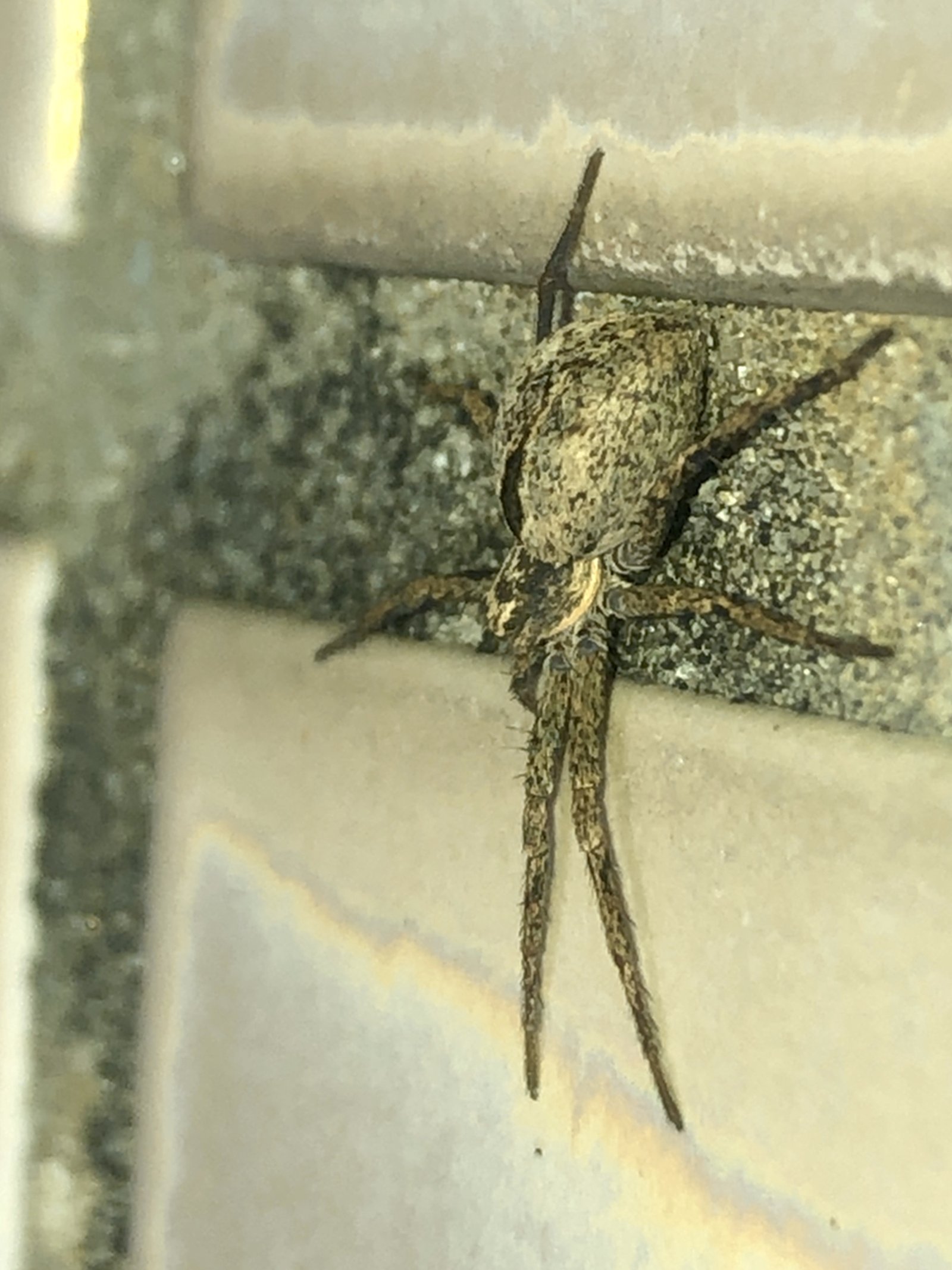 Myths and Misconceptions: Separating Fear from Fact (image credits: wikimedia)