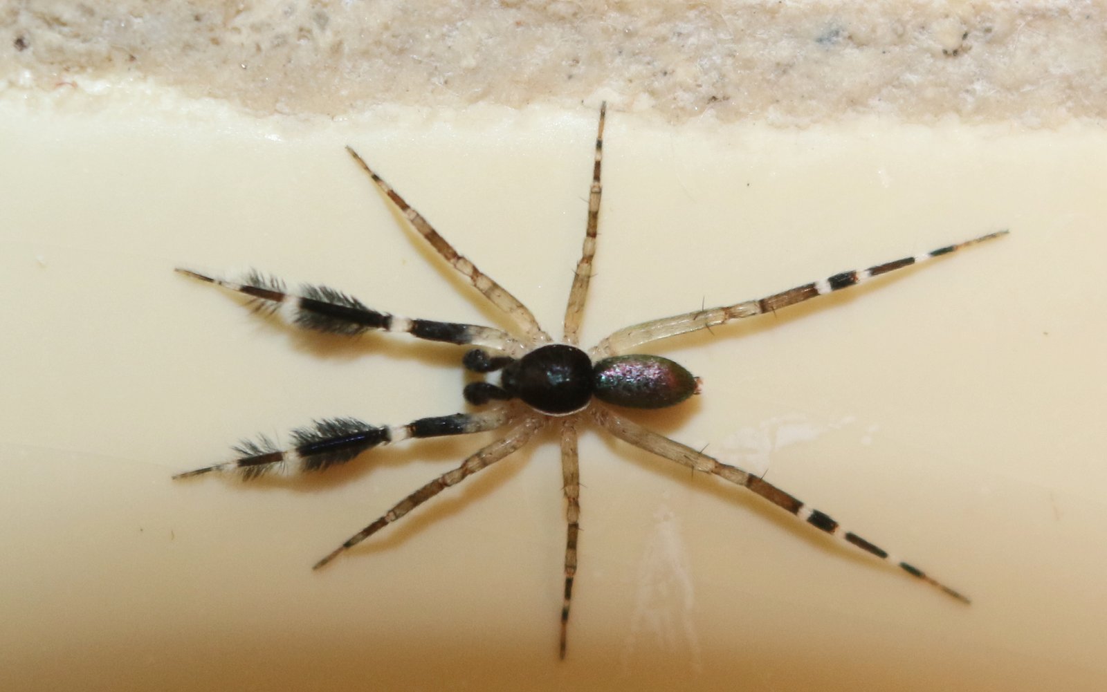 Living With Spiders: Tips for a Spider-Free Bathroom (image credits: wikimedia)