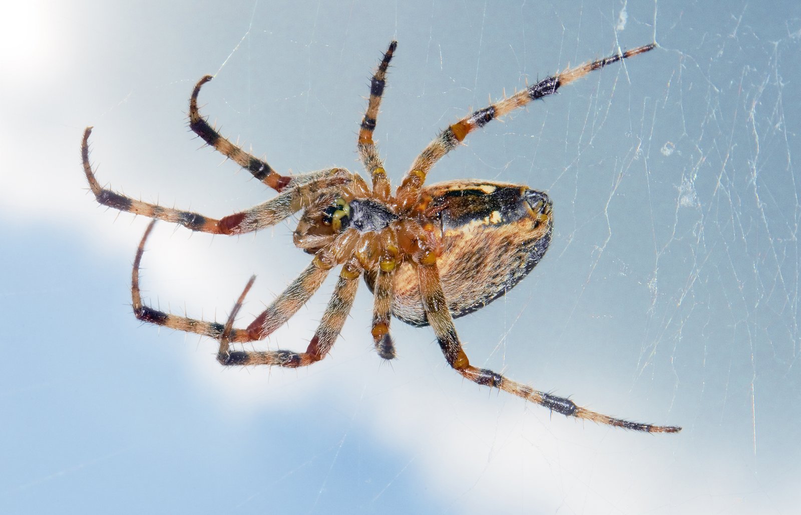 Fascination or Fear: How Spiders Challenge Our Comfort Zones (image credits: wikimedia)