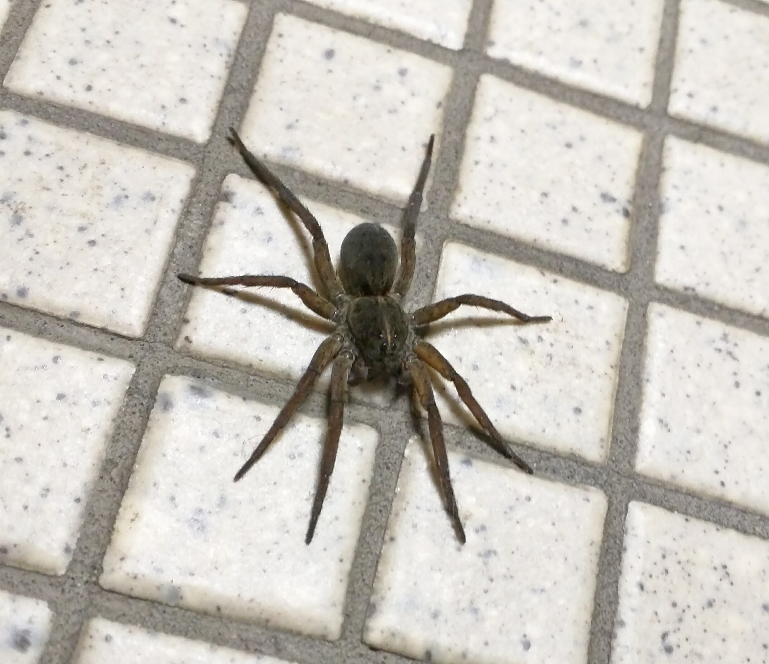 The Spiders in Your Toilet: A Deep Dive Into Australia’s Most Unwanted Houseguests