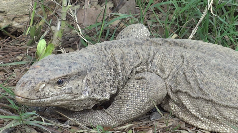 The Curious Case of Urban Monitor Lizards (image credits: wikimedia)