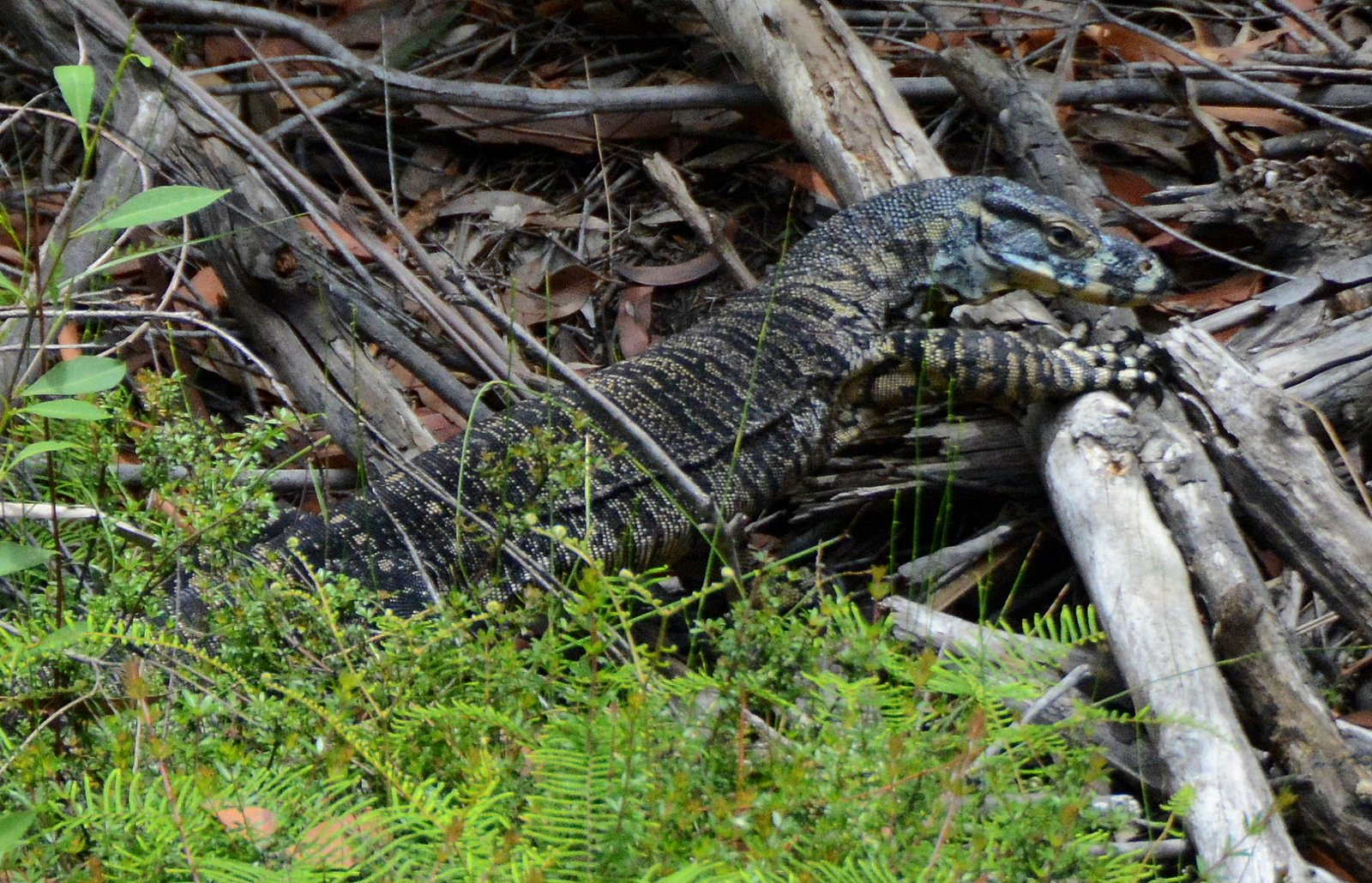 Singapore’s Unique Urban Jungle (image credits: wikimedia)