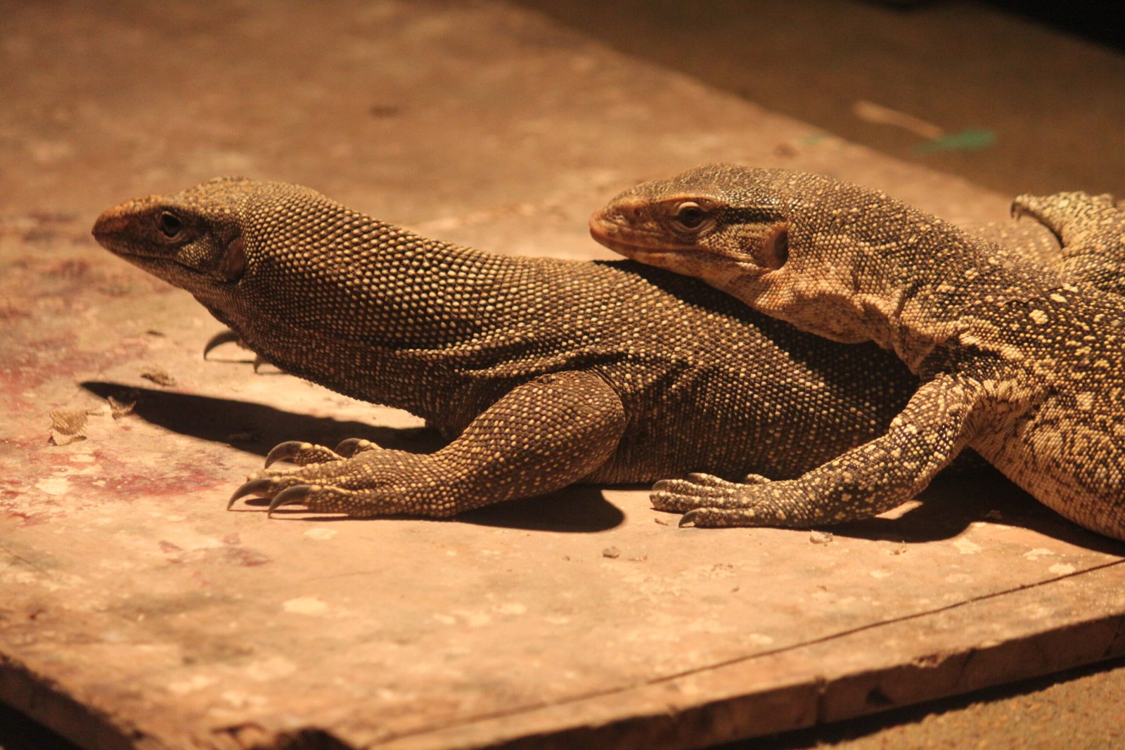What Do Monitor Lizards Eat in the City? (image credits: wikimedia)