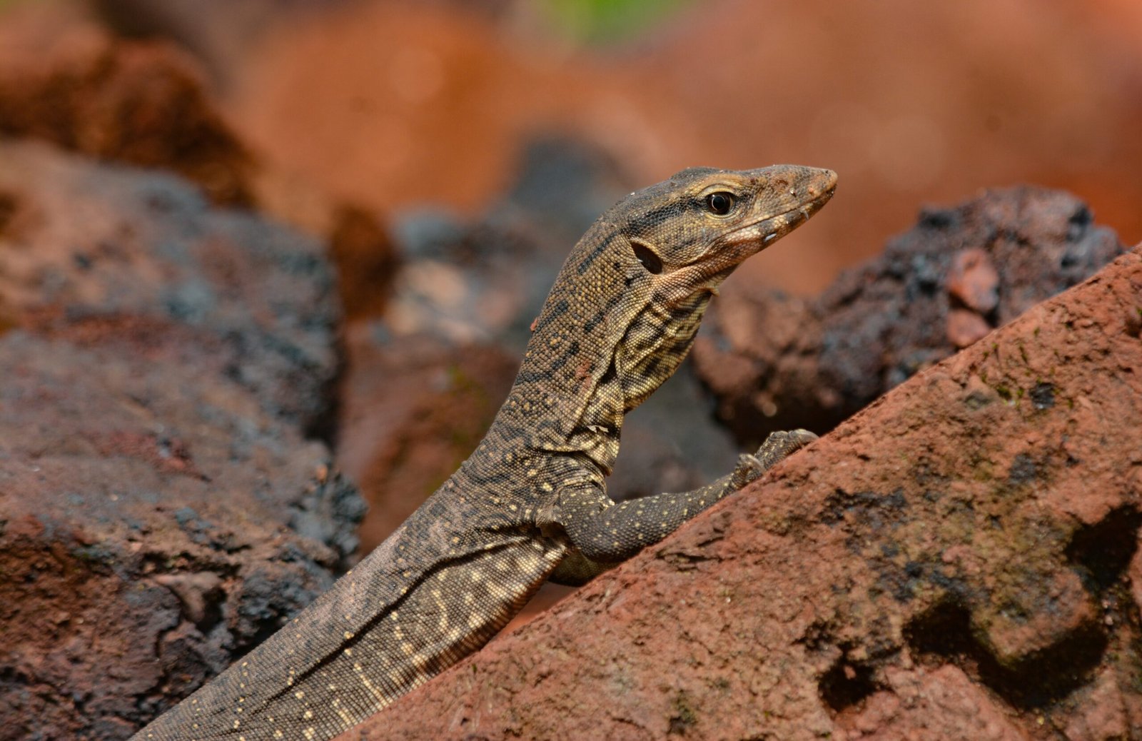 The Role of Conservation and Education (image credits: wikimedia)