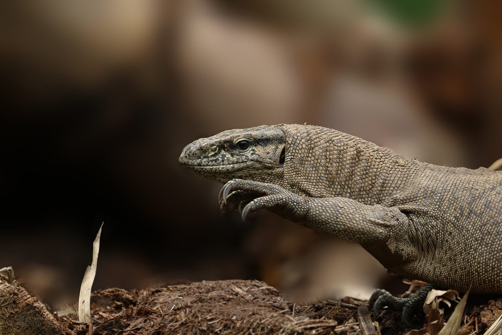 What the Future Holds for Singapore’s Pool Guests (image credits: wikimedia)