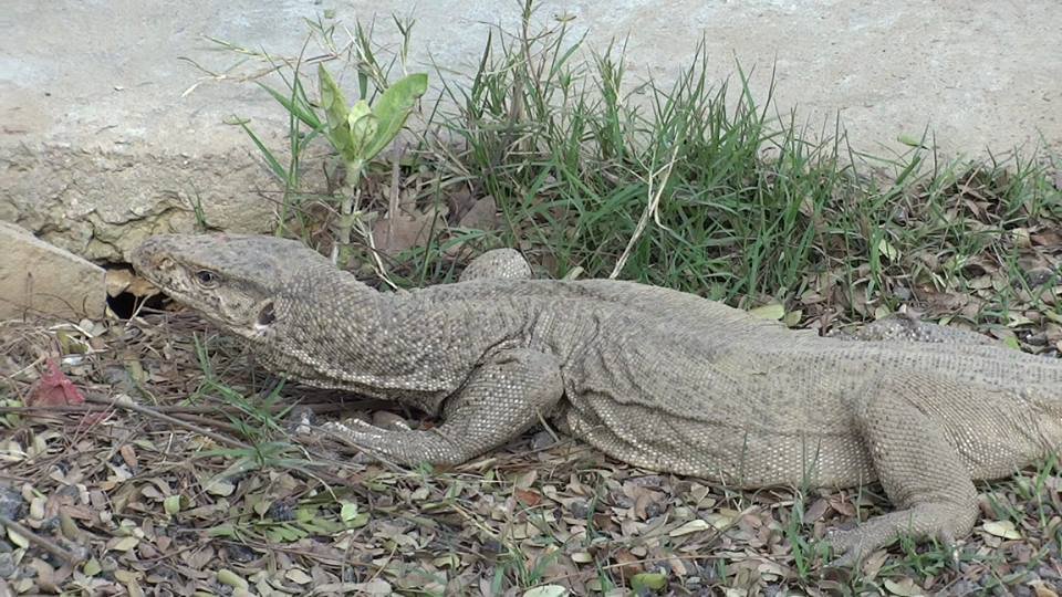 A New Perspective on Unexpected Guests (image credits: wikimedia)