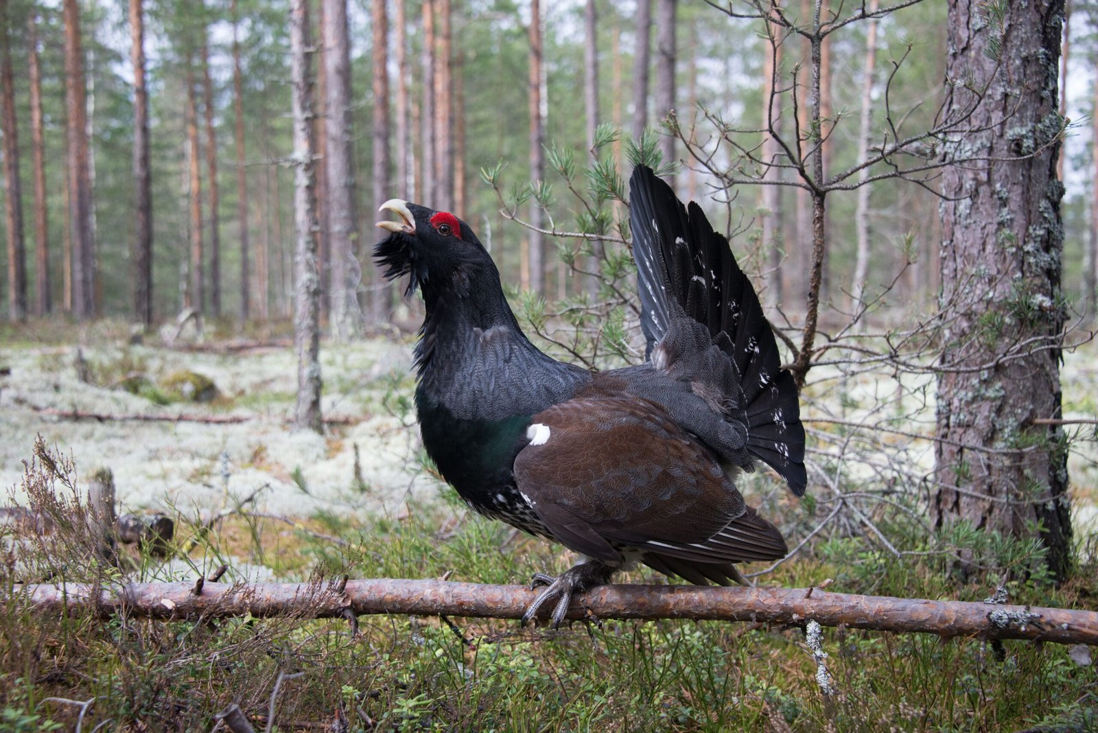 Why Do Capercaillies Fight Trees? (image credits: wikimedia)