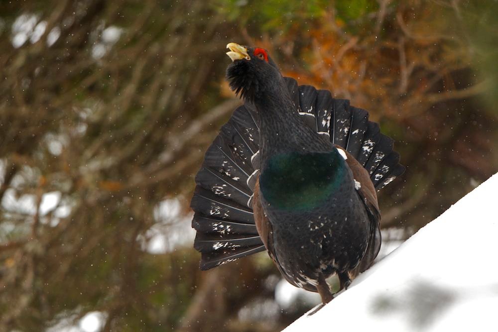 The Capercaillie’s Role in Finnish Folklore (image credits: wikimedia)