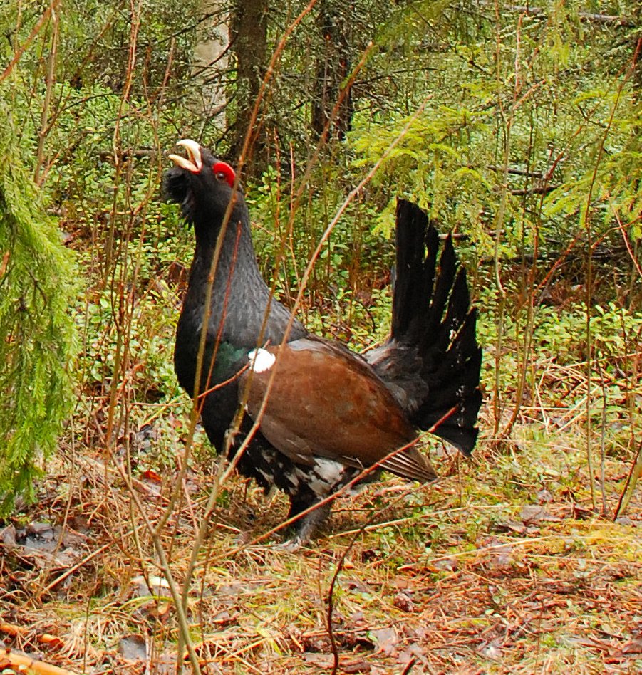 Capercaillies as Ecosystem Engineers (image credits: wikimedia)