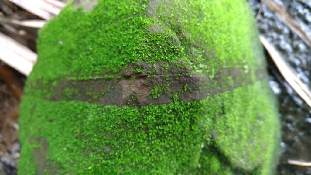 How Does Moss Move?
