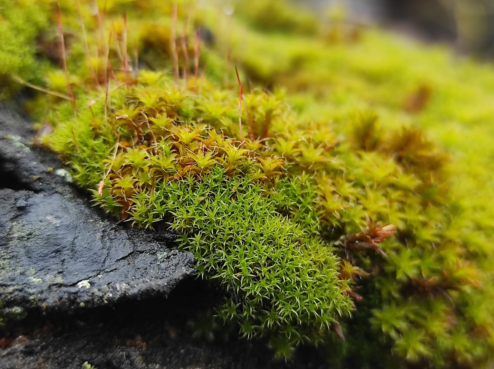 Examples of Moving Moss Species (image credits: wikimedia)